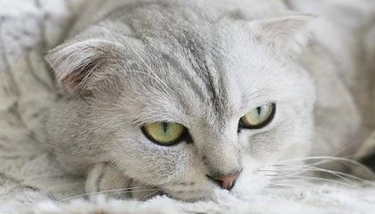 德清最新的高价找中介取公积金违法吗方法分享(德清中介取公积金怎么收费教程)